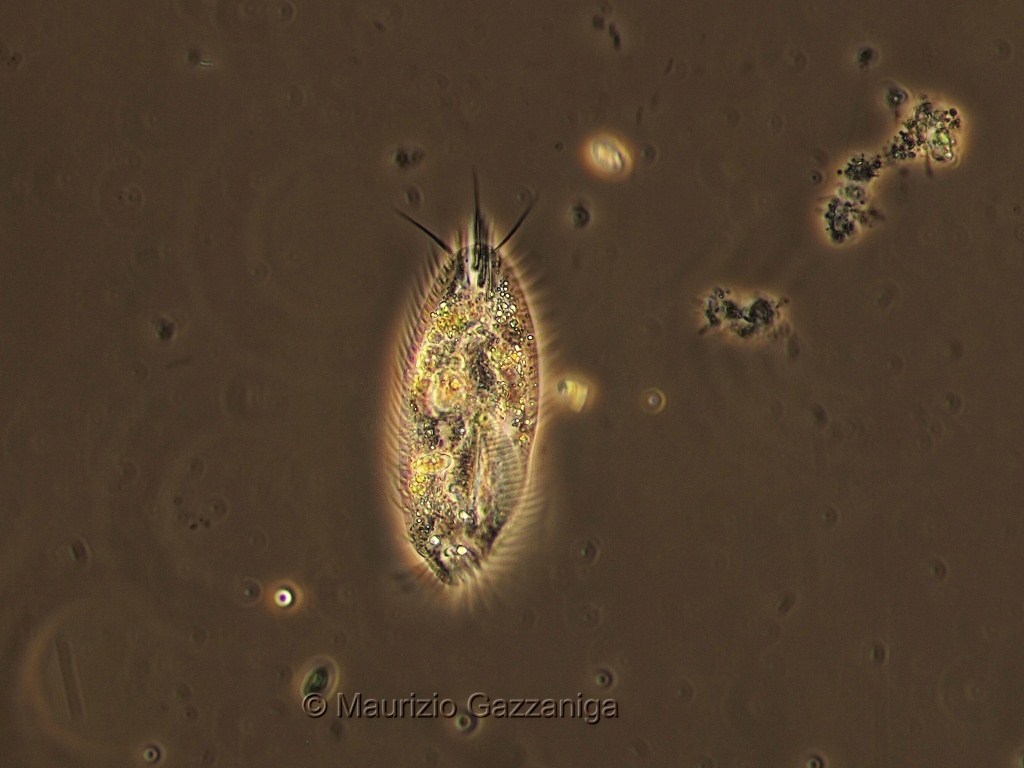 Stylonychia